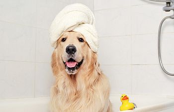 Book Bathing