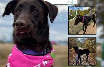 Book LCHS Behavioral Consult