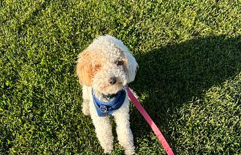 Book Obedience & Manners Group Class