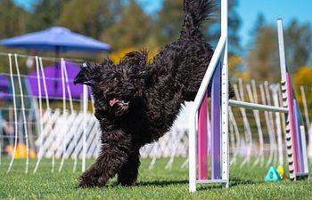 Book Novice Agility Class