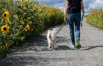 Book Workshop: Leash Lovers