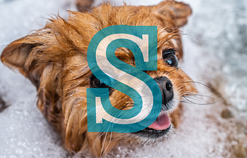 Book (D) 11-30lb | Small Groom