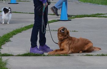 Book CT301 Canine Good Citizen Class