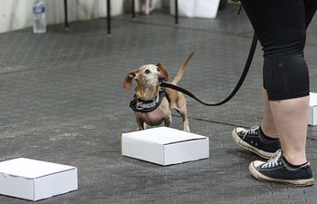 Book Intro to Nosework