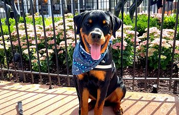 Book 𝗣𝘂𝗽𝗽𝘆 𝗧𝗿𝗮𝗶𝗻𝗶𝗻𝗴 𝗳𝗼𝗿 𝗟𝗶𝗳𝗲 - 10 wks - 6 mo (Save $40!)