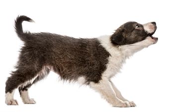 Book Reactivity / Confidence Level 1