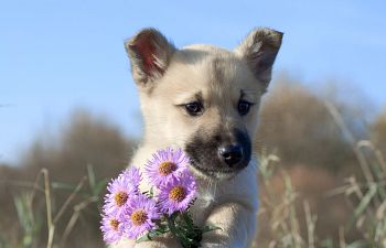 Book Puppy Foundations  - under 6 months