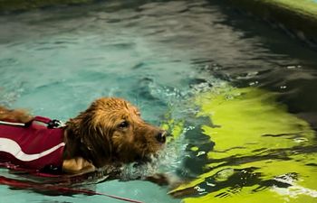 Book Recreational Swim 30min