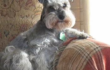 Book Private Dog Training Lessons - Mobile In-Home