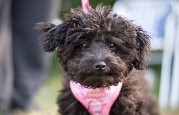 Book Puppy Pre School Class -  ( Suitable for puppies from 8 -16 weeks )