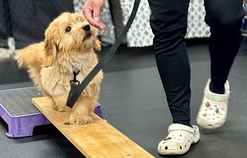 Book Puppy Preschool