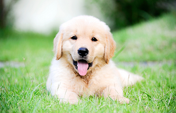 Book New Puppy Consultation