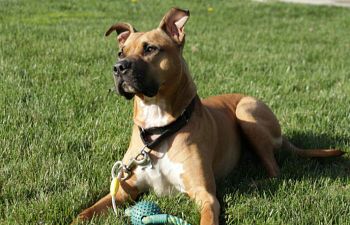 Book CT203 Bully Breed Basics