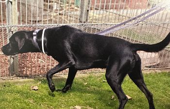 Book One-on-One Behaviour Consultation with Certified Dog Behaviour Consultant, April Sauvé