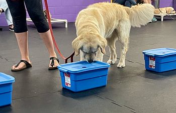 Book Introduction to Scent Detection