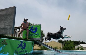 Book Dock Diving Lesson 1 Dog