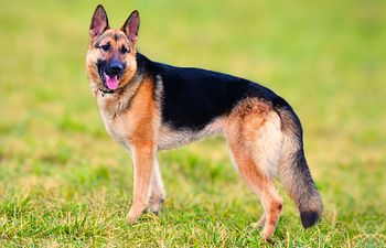 Book DE-SHED MEDIUM COAT: De-shed, Bath, Nails & Tidy (Double Coats) - 5 - *XX_LARGE DOG* (80_to_110lbs) - $130+ (DESHED AND TRIM INCLUDE, FULL HAIRCUT NOT INCLUDED)	