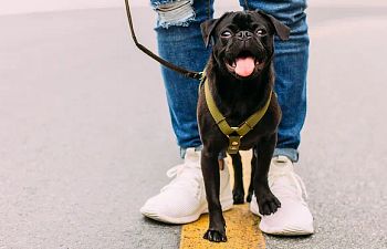 Book Dog Walking Confidence