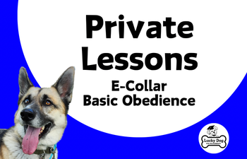 Book Private Lessons - E-Collar