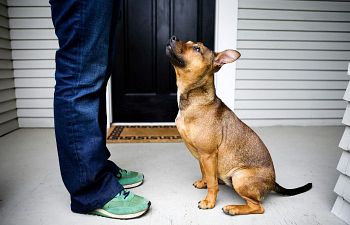 Book CT101 Private Puppy Training - In-Home