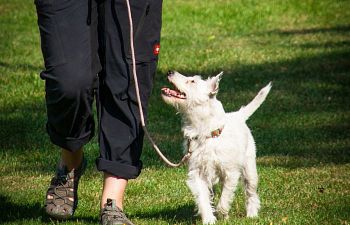 Book CT204 Small Dogs Wanna Have Fun