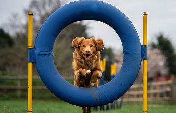 Book AT27 Agility Masters Handling and Coursework - Waitlist Only