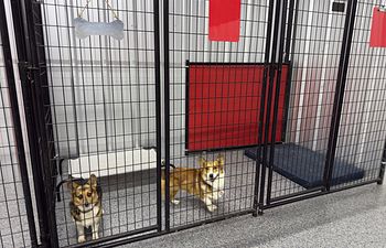 Book Pit Crew Palace - Indoor Suite (2 Dogs) - 5x10
