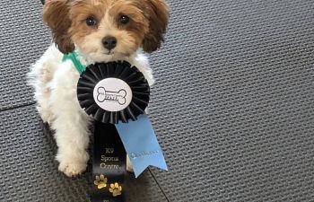 Book Obedience Foundations