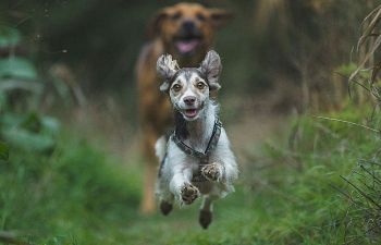 Book CT301 Recalls & Loose Leash Walking