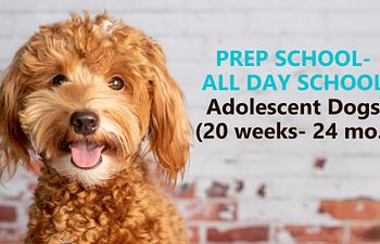Book Prep School- All Day School for Adolescent Dogs