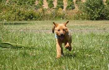 Book #1 Puppy Play, 8-16wks.- Corvallis