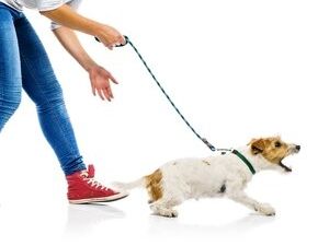 Book Relaxed Rovers (1/18/26) 9:30am