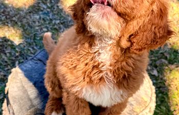 Book Headstart to Home - Starlight Bernedoodle Puppies!