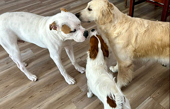 Book Dog Evaluation