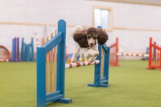 Book Agility: Level 3 - Group Class - 6 x one hour sessions over 6 weeks