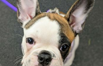 Book Puppy Play Group **under 14 weeks on first day, current Puppy Primer students only please**