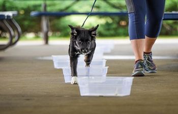 Book K9 Nose Work® Introduction