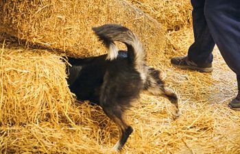 Book Barn Hunt Novice/Open Level Group Class