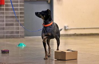 Book Therapy Dog Workshop