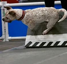 Book Introduction to Flyball