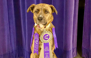 Book Novice Rally Obedience 