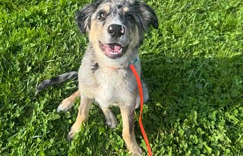 Book Private Puppy Training - Under 8 Months