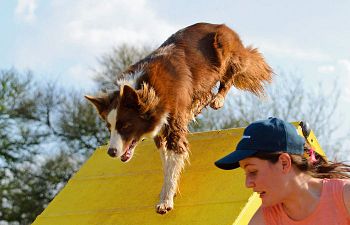Book AT401 Agility Skills and Drills Workshop - 3 hours