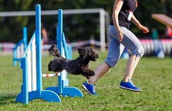 Book Agility | Level 2.5 |  Supporting Skills