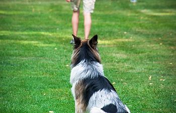 Book My Next Step - Level 2 Obedience 