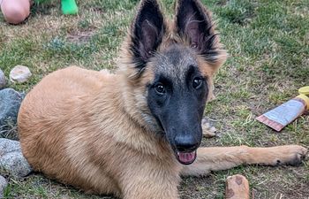 Book Training - GROUP CLASS -  Summit Pup