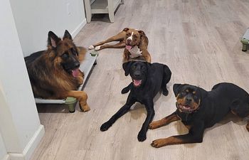 Book Big Dog Group Play