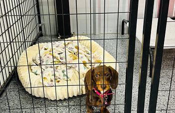Book The Rookie PUPPY Suite - 5x5 Indoor 