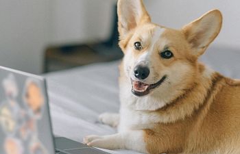 Book The Dog Boredom Buster Workshop