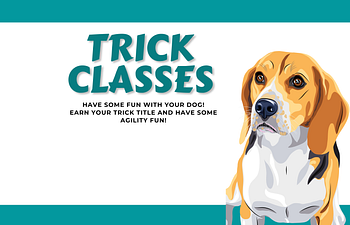 Book Devon - Novice Trick Class